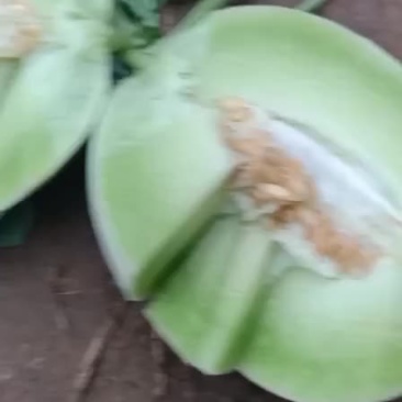 精品玉姑已上市，价格美丽，有需要的联系