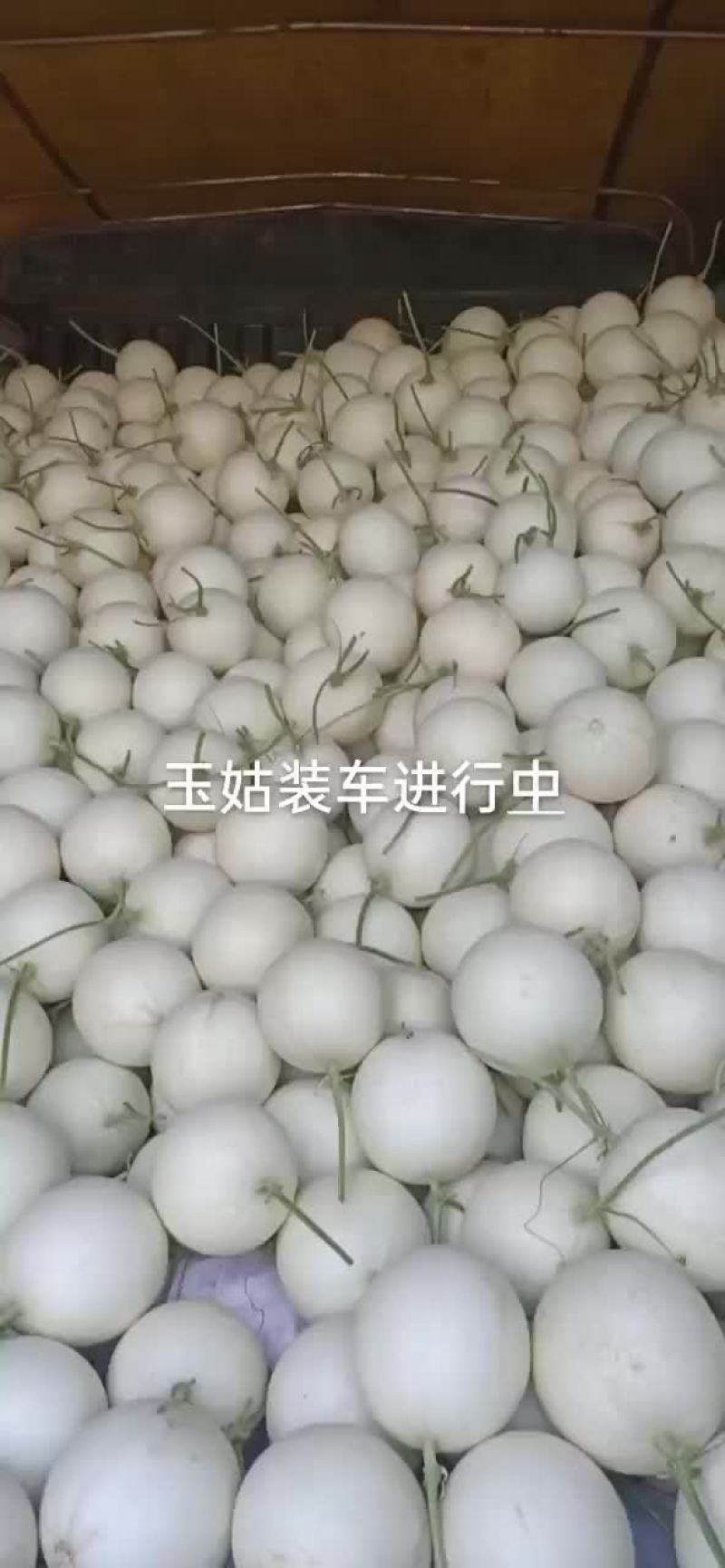 精品玉姑已上市，价格美丽，有需要的联系