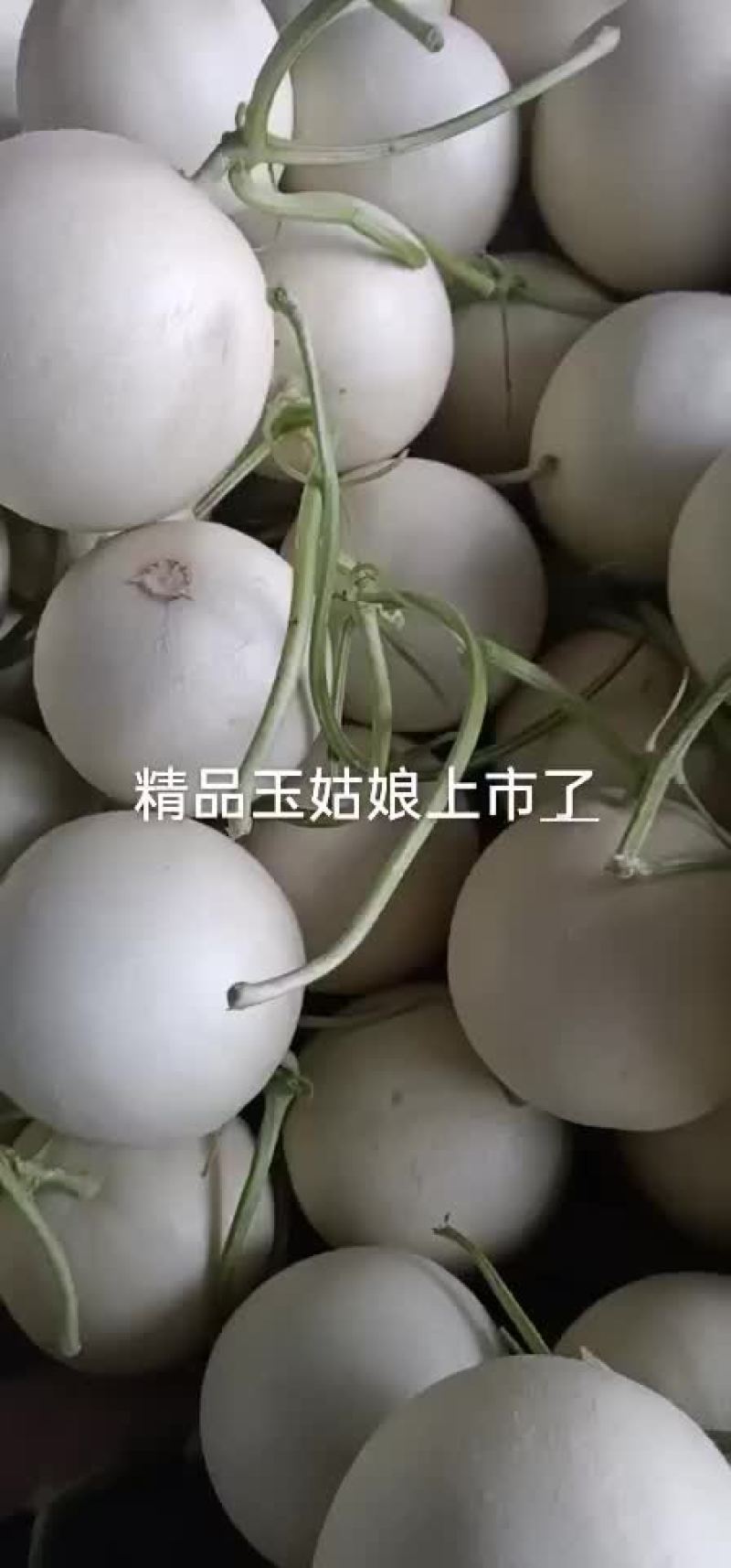 精品玉姑已上市，价格美丽，有需要的联系