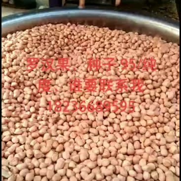 罗汉果种子，