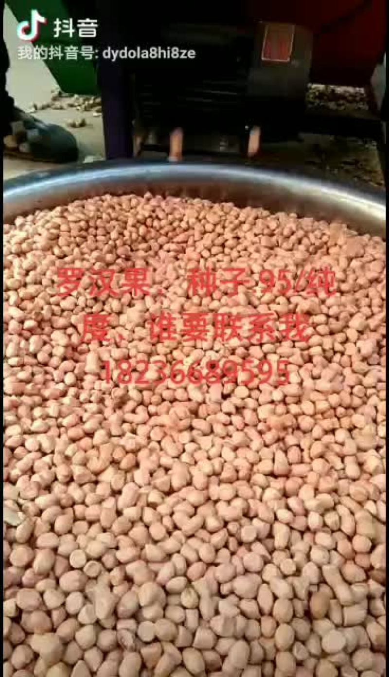 罗汉果种子，
