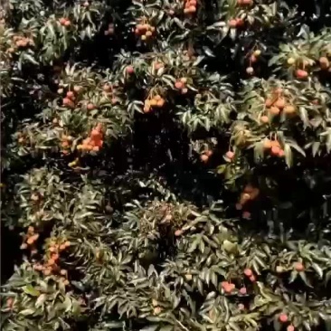 大果