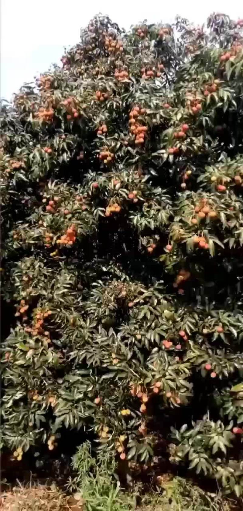大果
