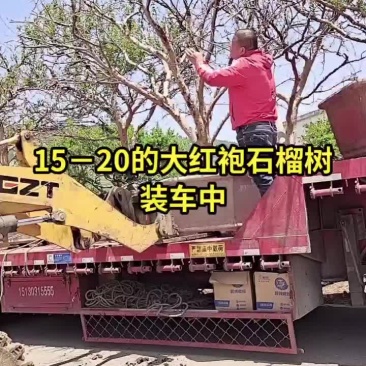 石榴树