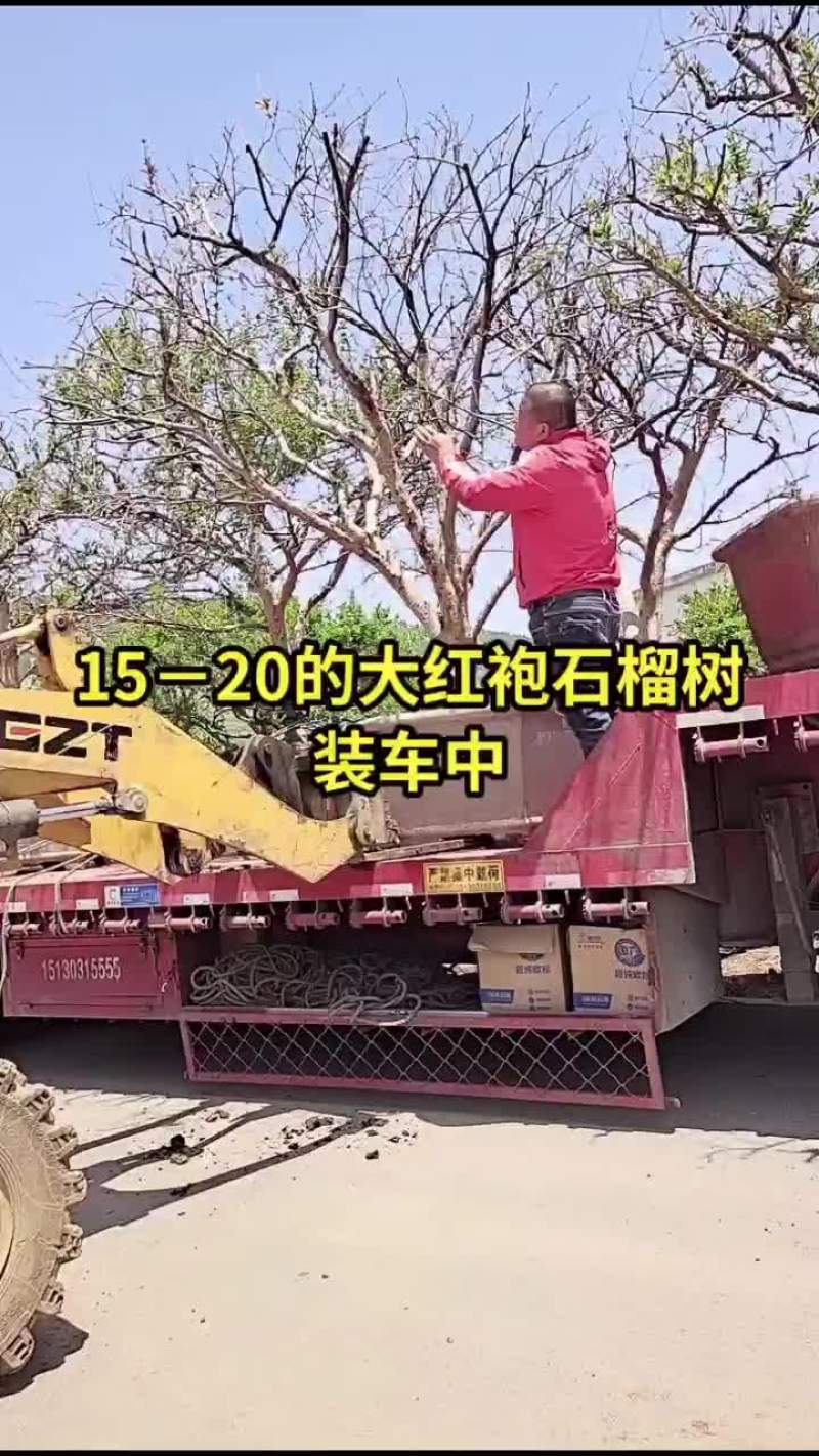 石榴树