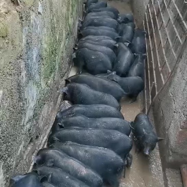 看见私聊我说在一亩田看到。