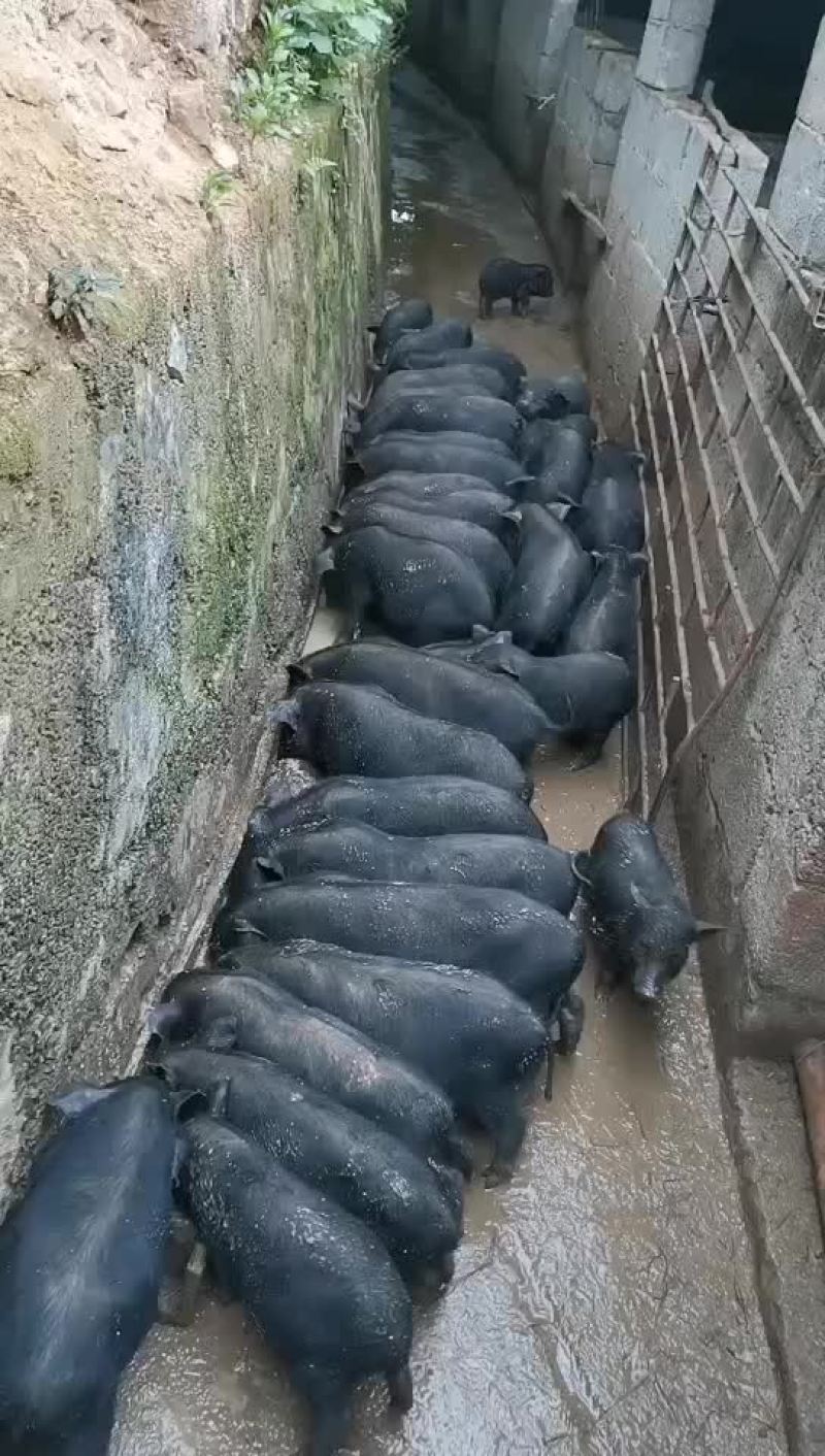 看见私聊我说在一亩田看到。