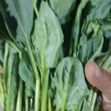 精品菠菜