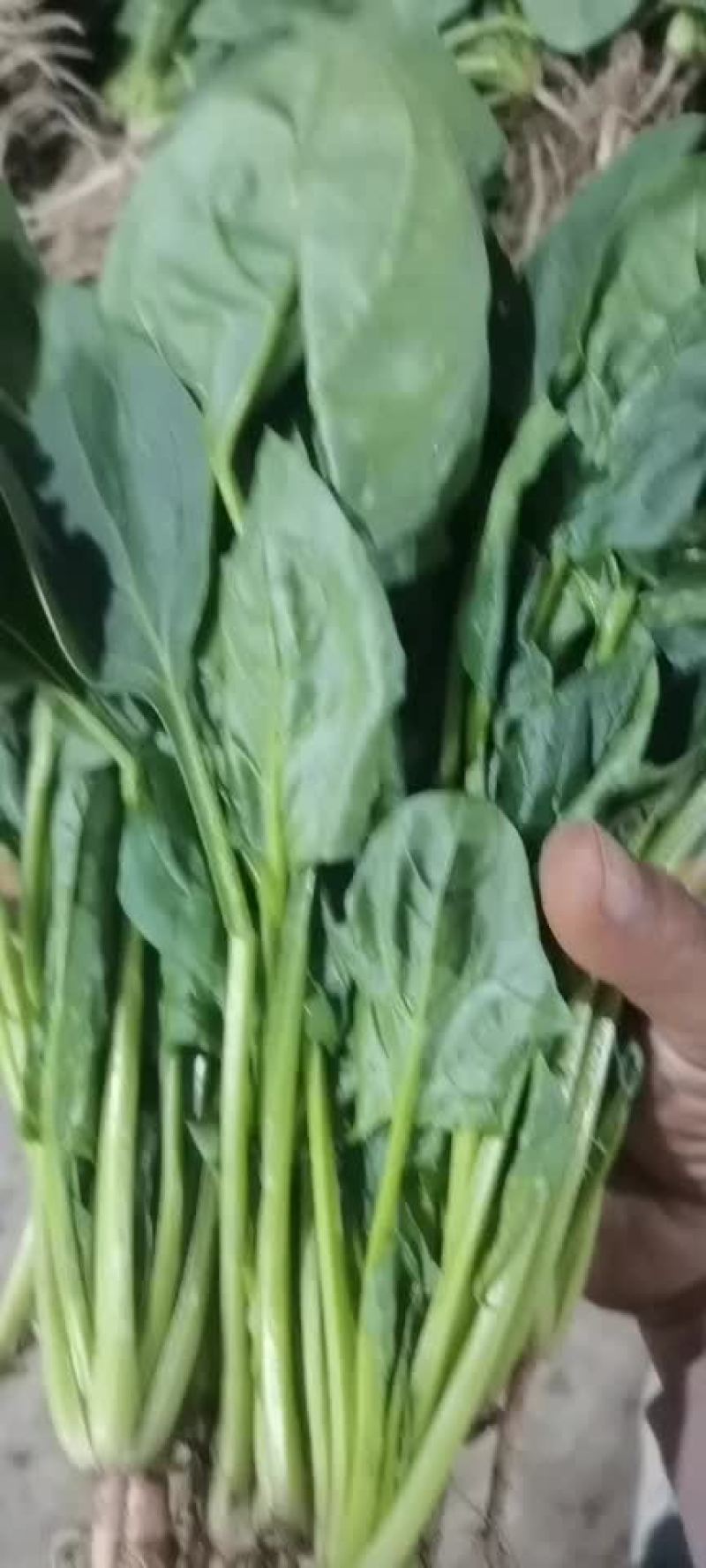 精品菠菜