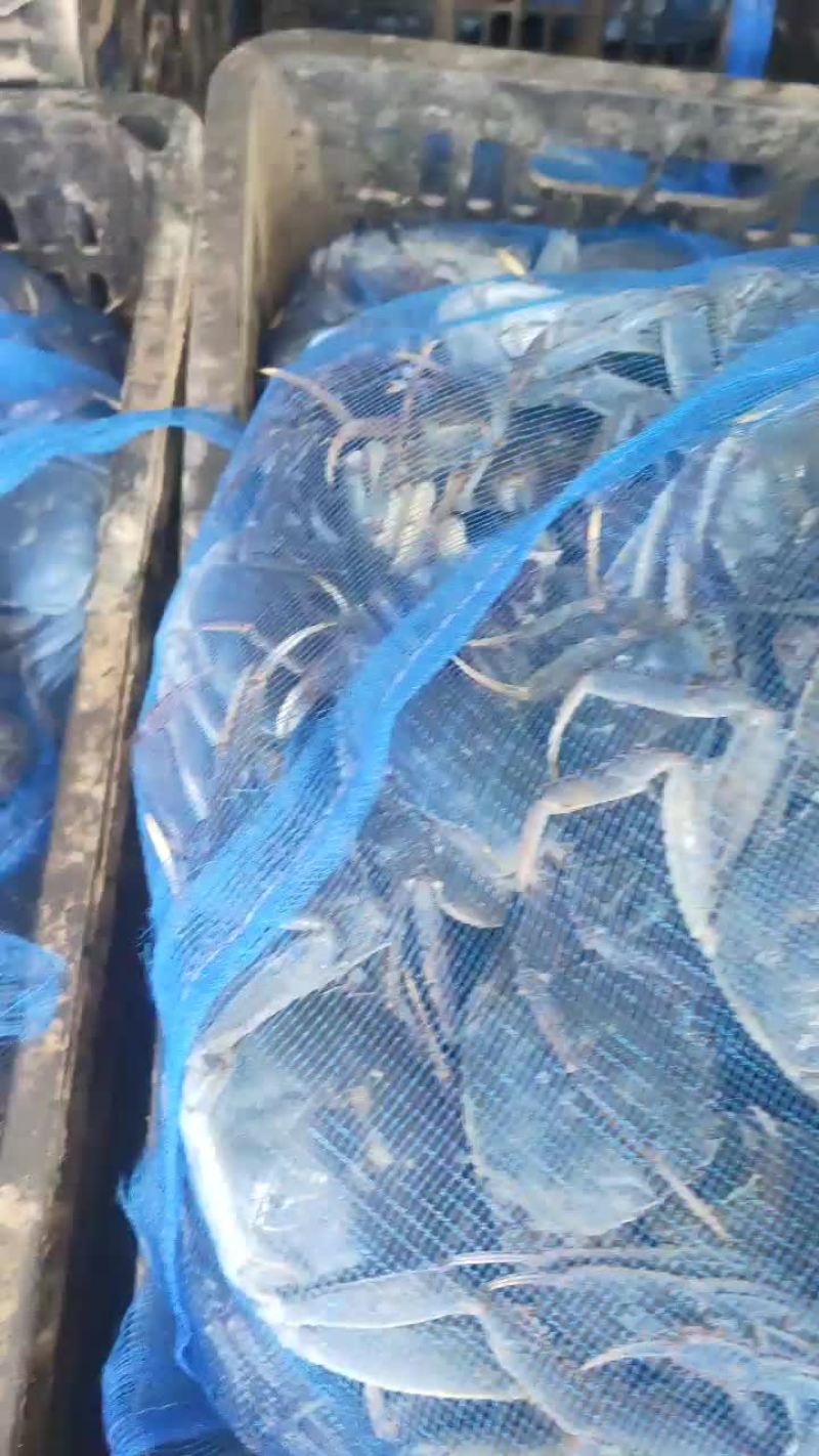 大公蟹大母蟹六月黄全部都有