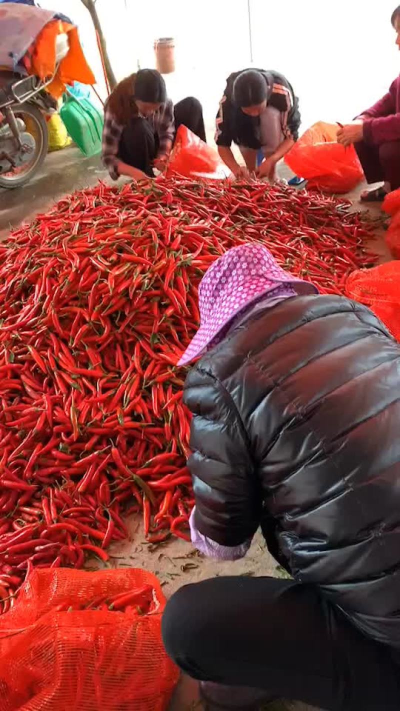 美人红椒