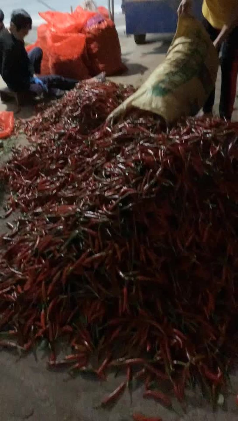 美人红椒