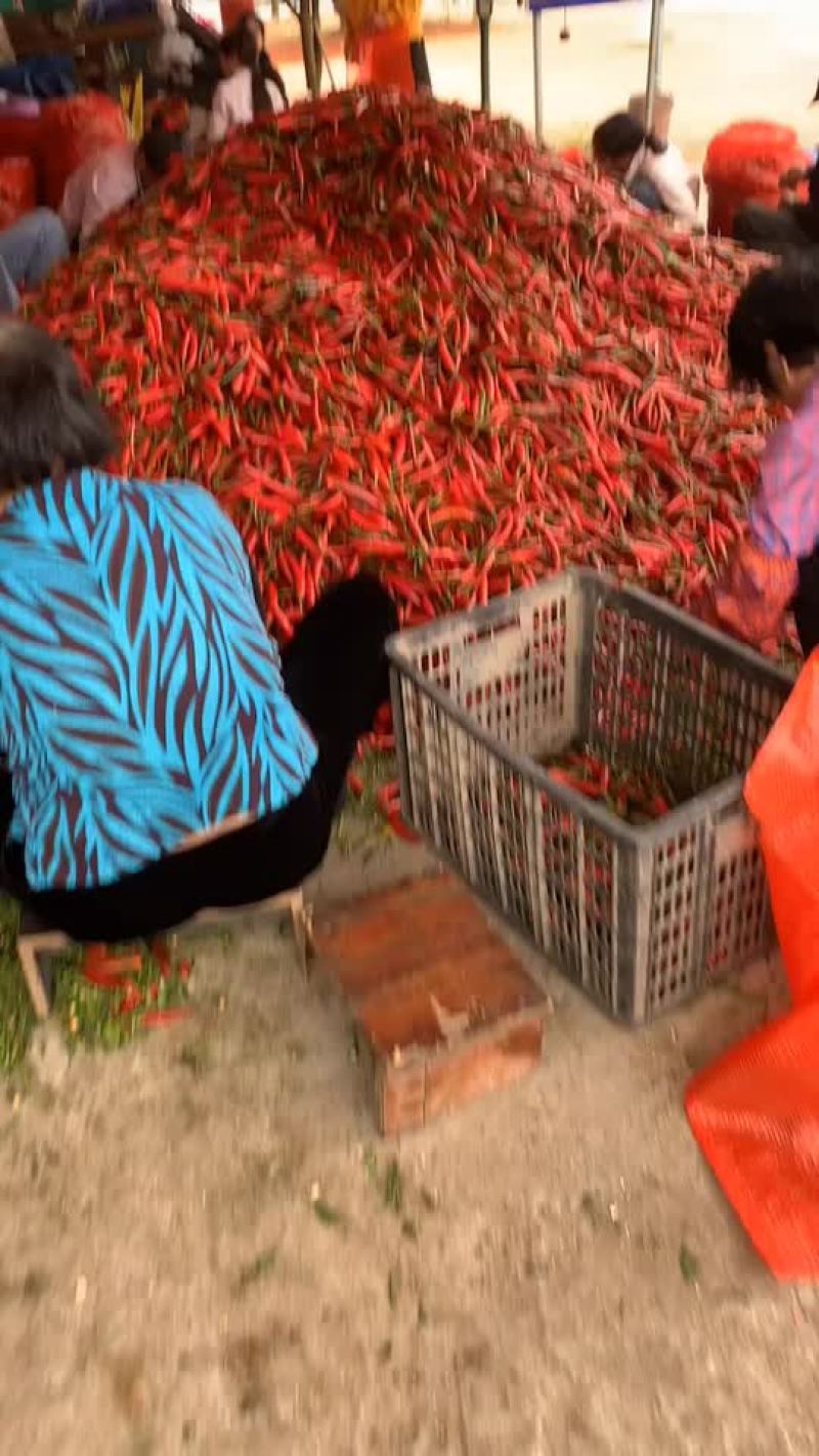 美人红椒