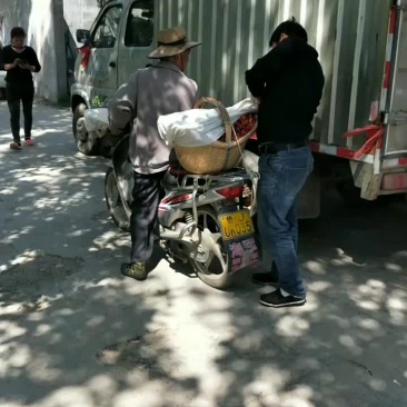 陆地大樱桃