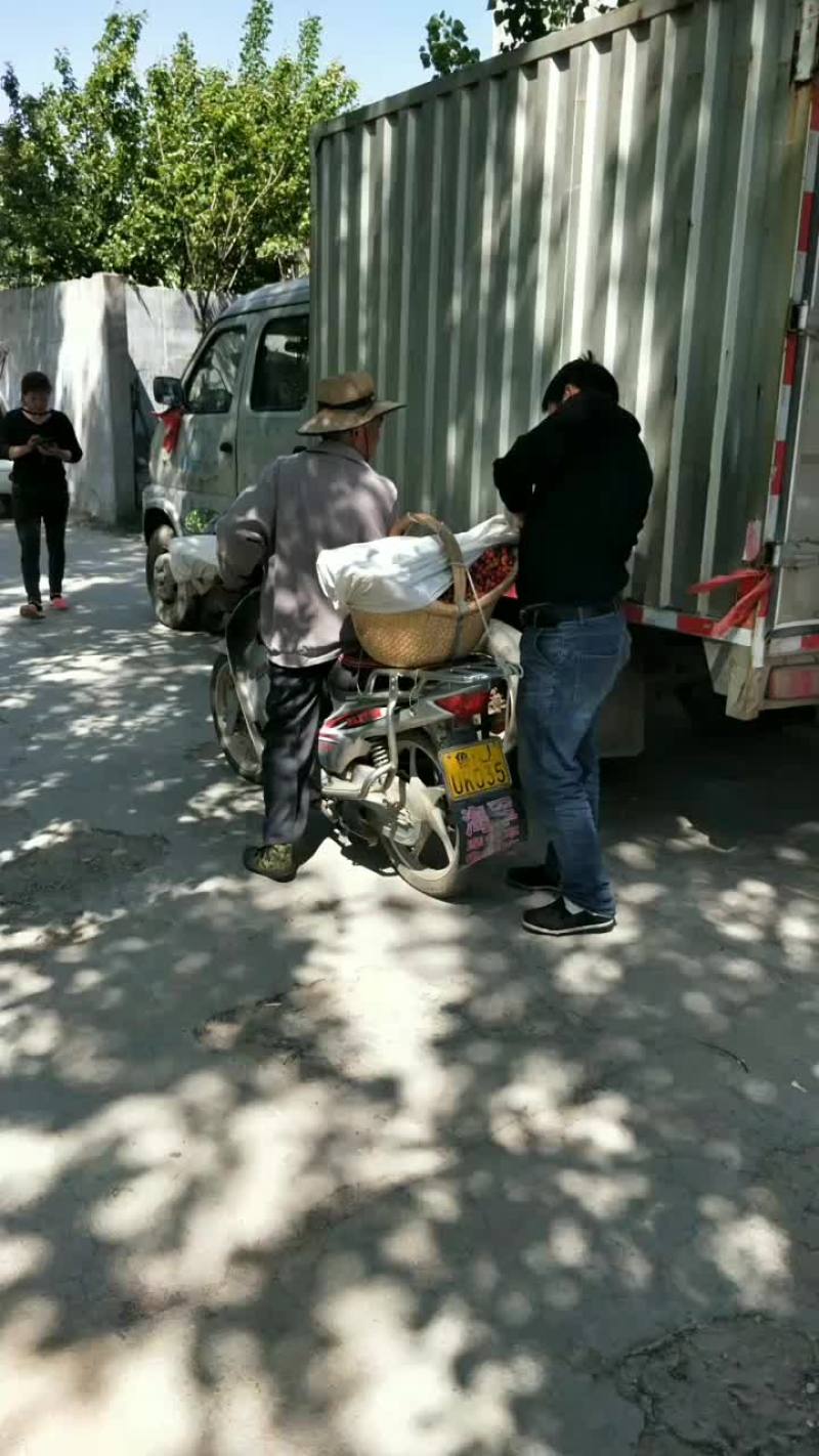 陆地大樱桃