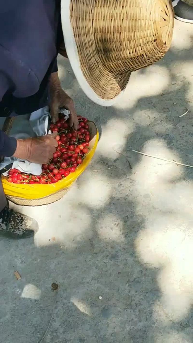 樱桃