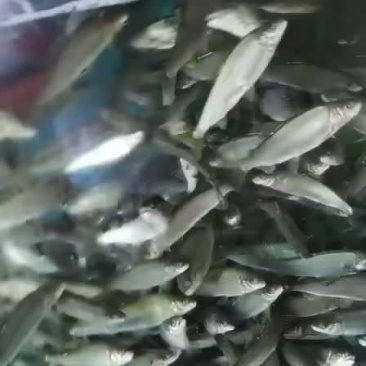 香鱼上市