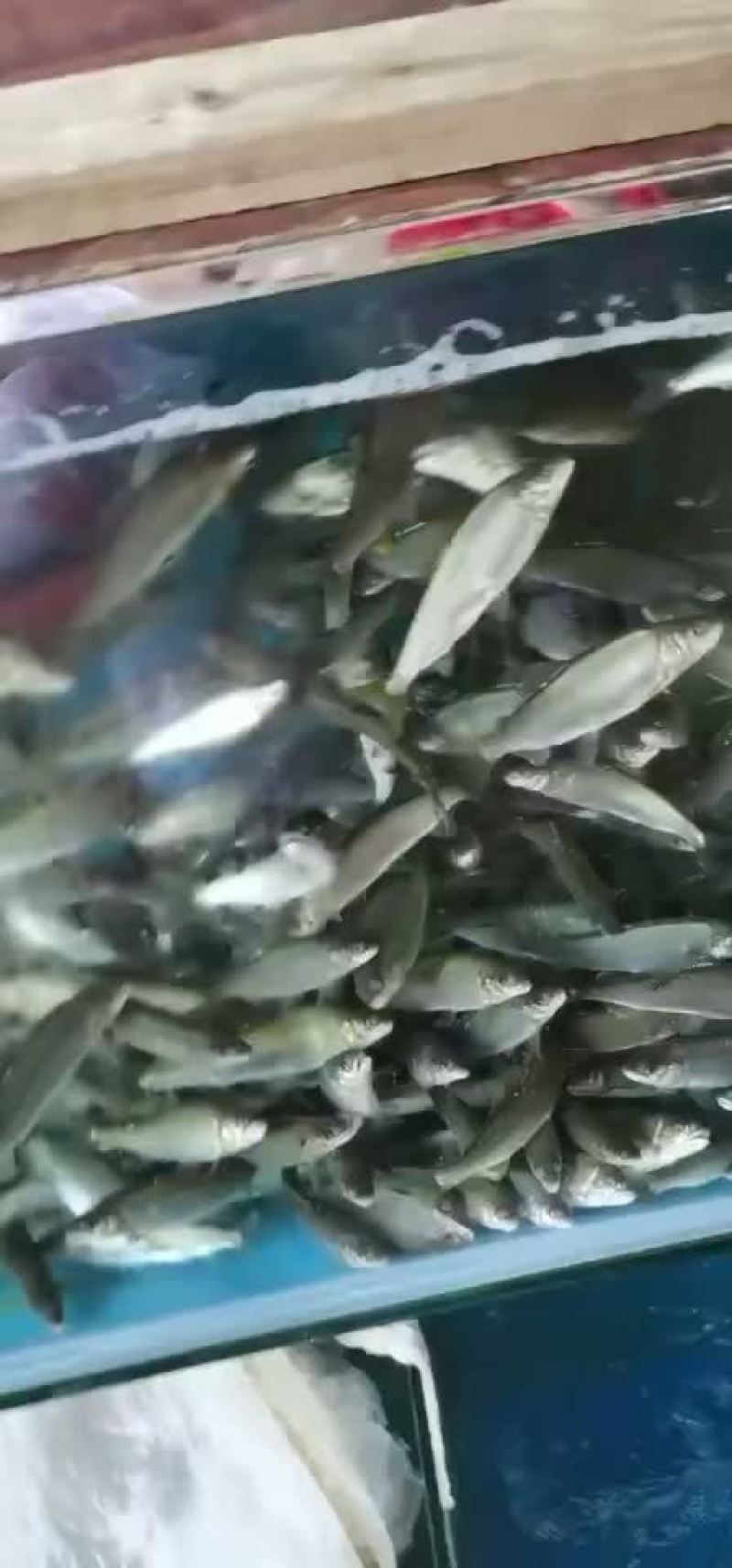 香鱼上市