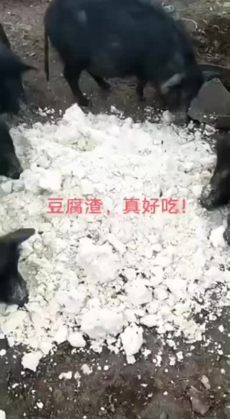 发酵豆渣饲料厂