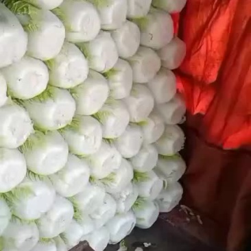 精品大白菜，黄心菜