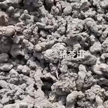 猪苓