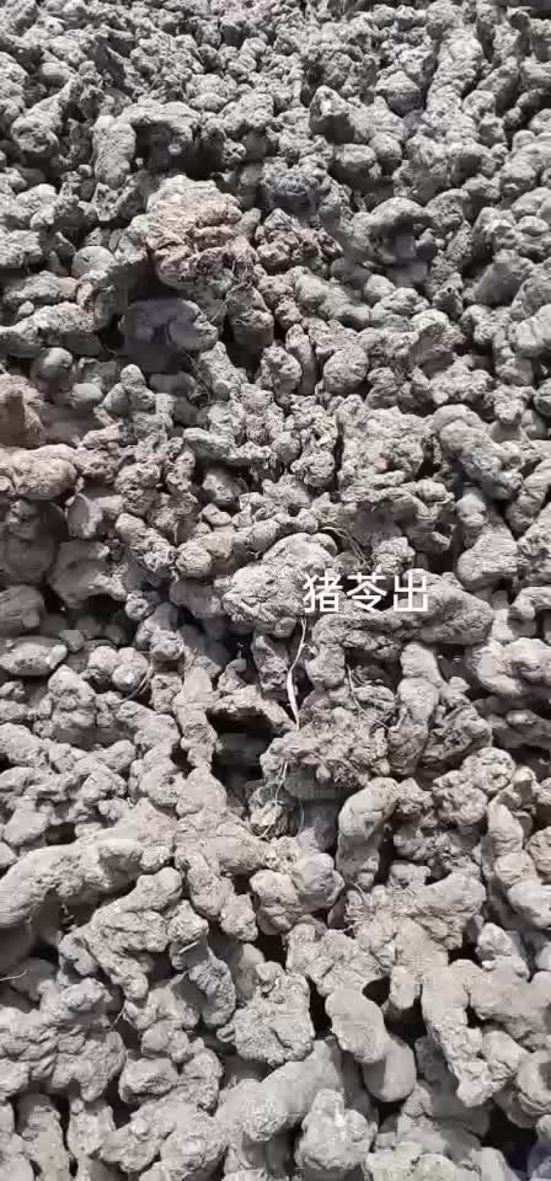 猪苓