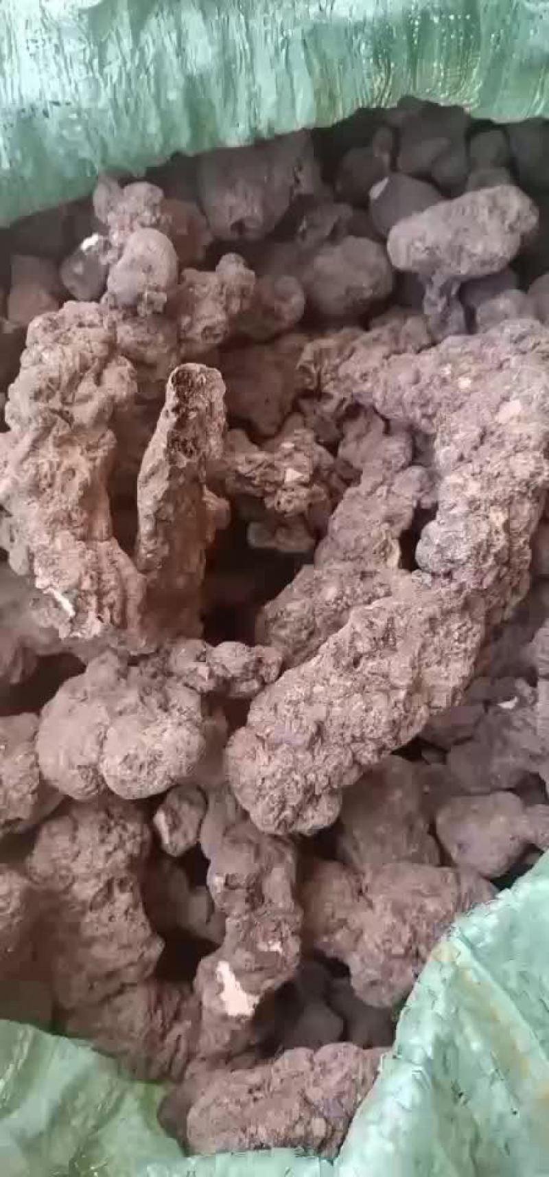 猪苓