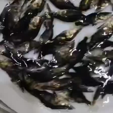 桂鱼