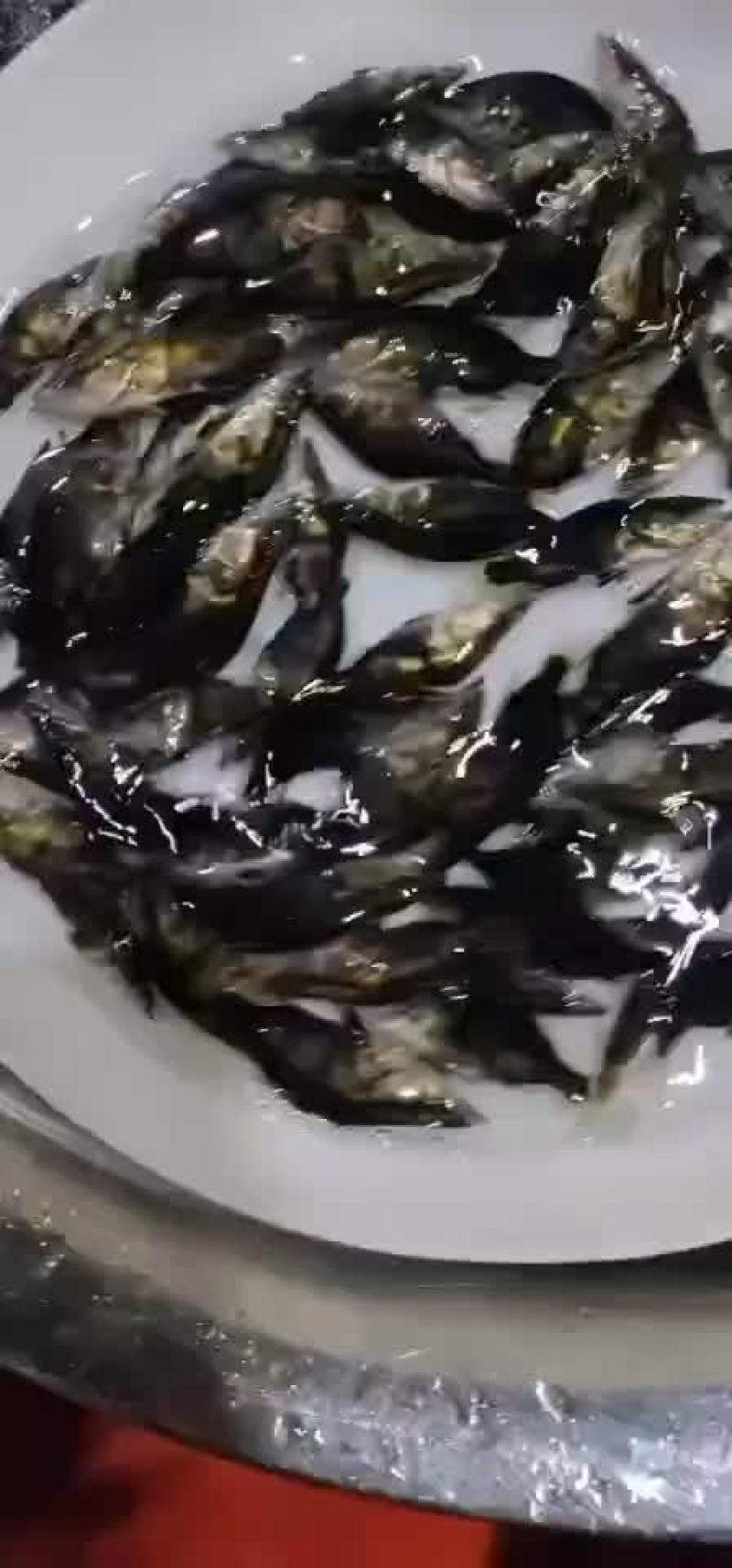 桂鱼