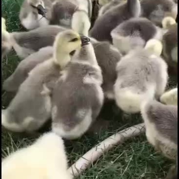 鹅苗