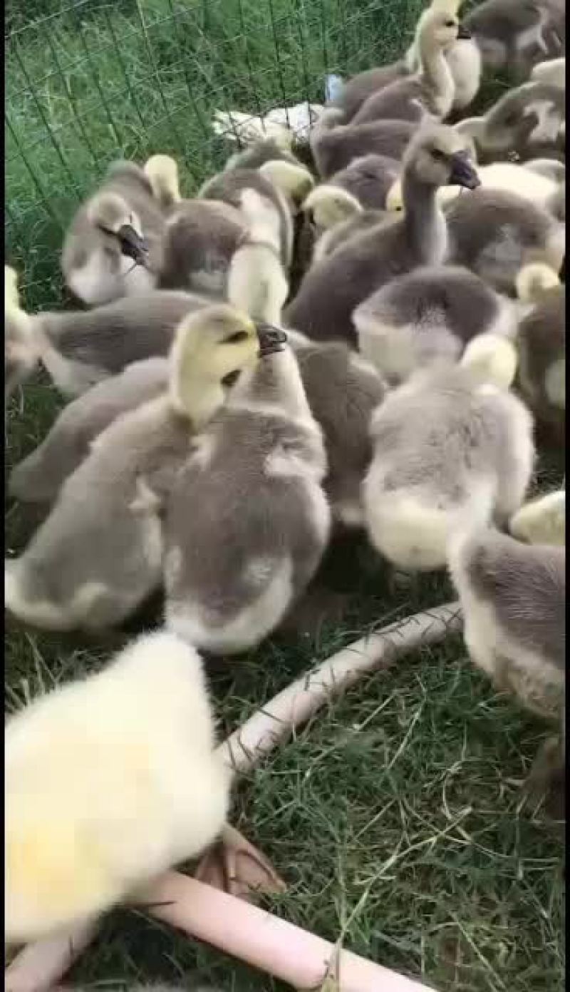 鹅苗