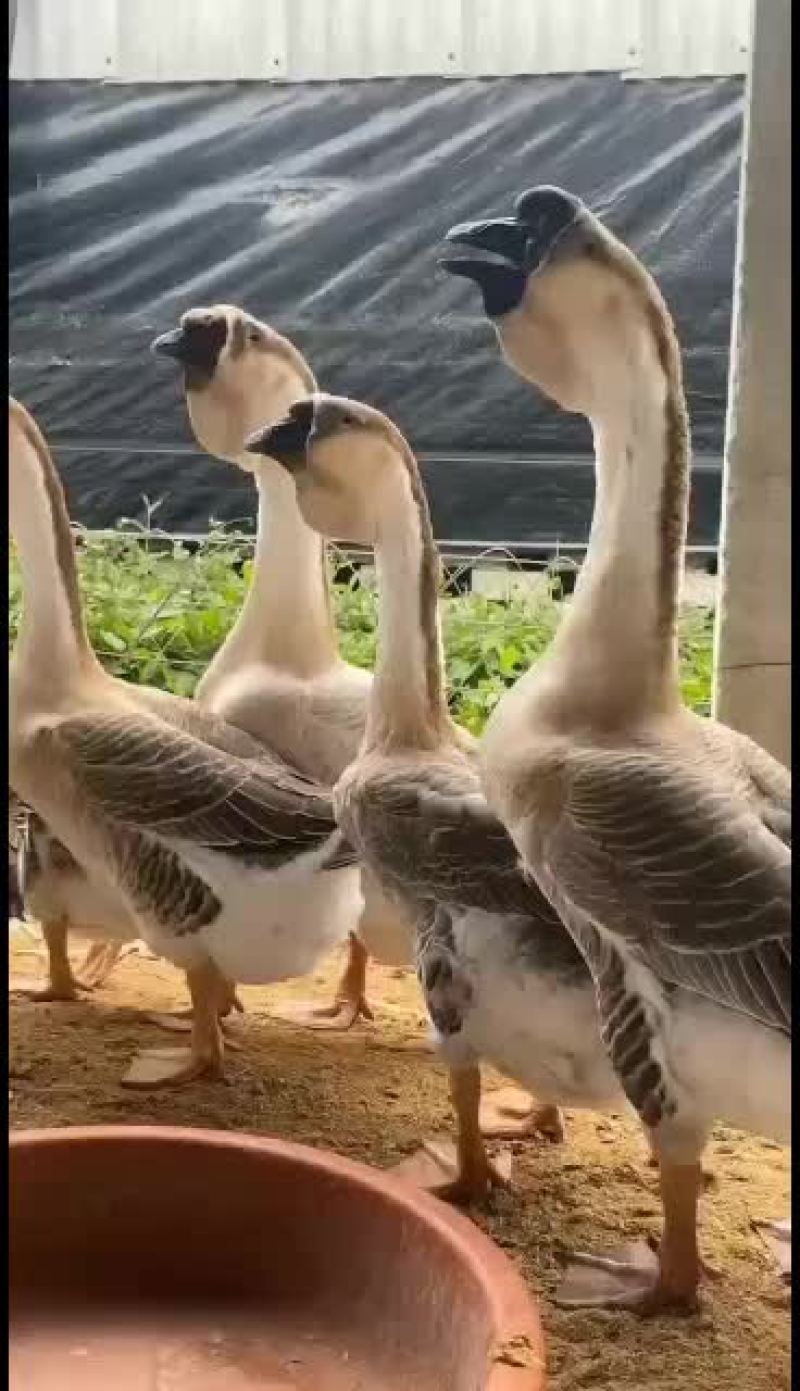 鹅苗