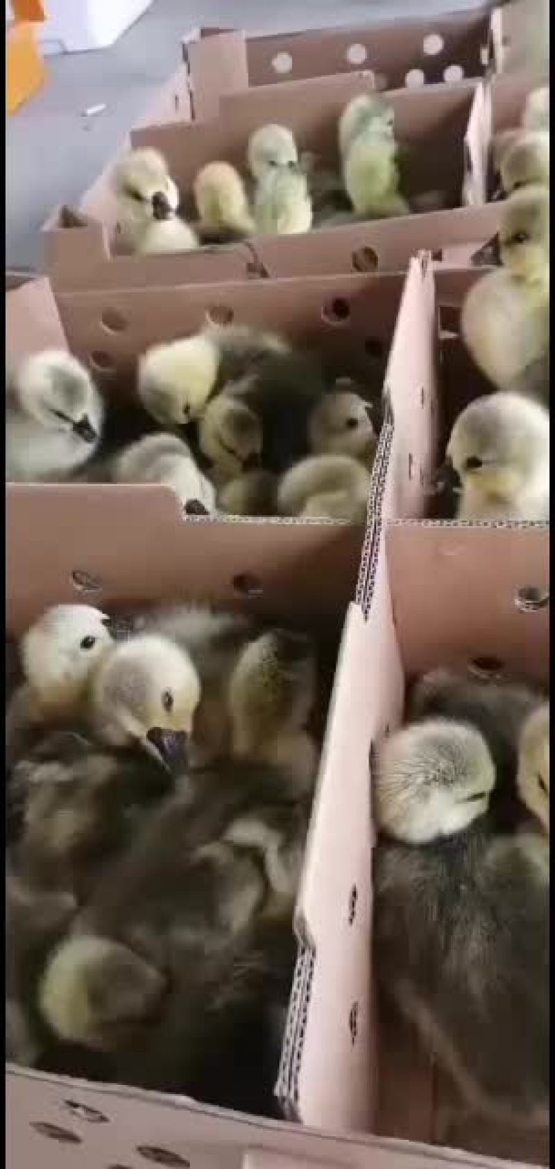 鹅苗