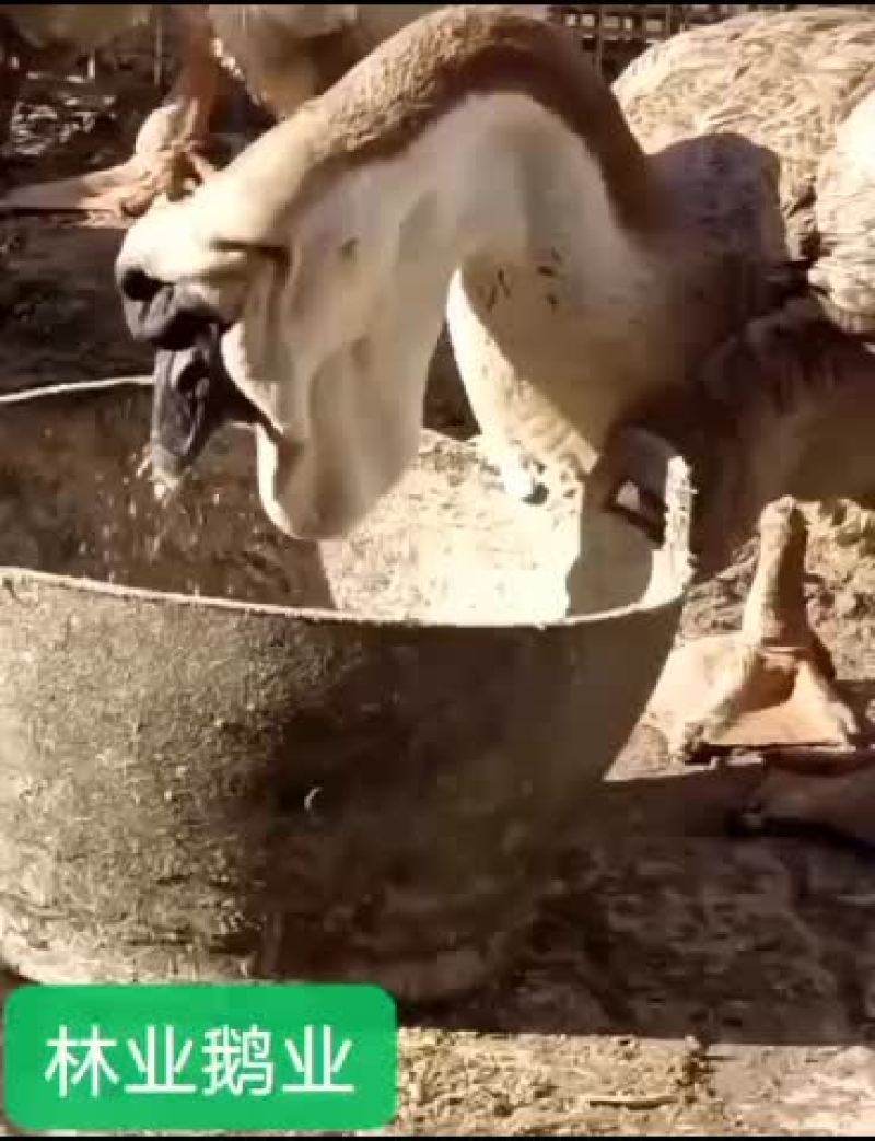 鹅苗