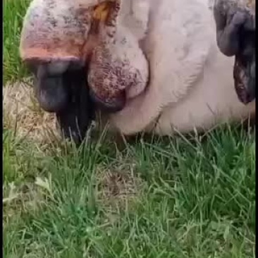 狮头鹅苗