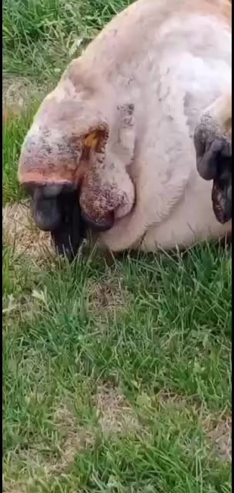 狮头鹅苗