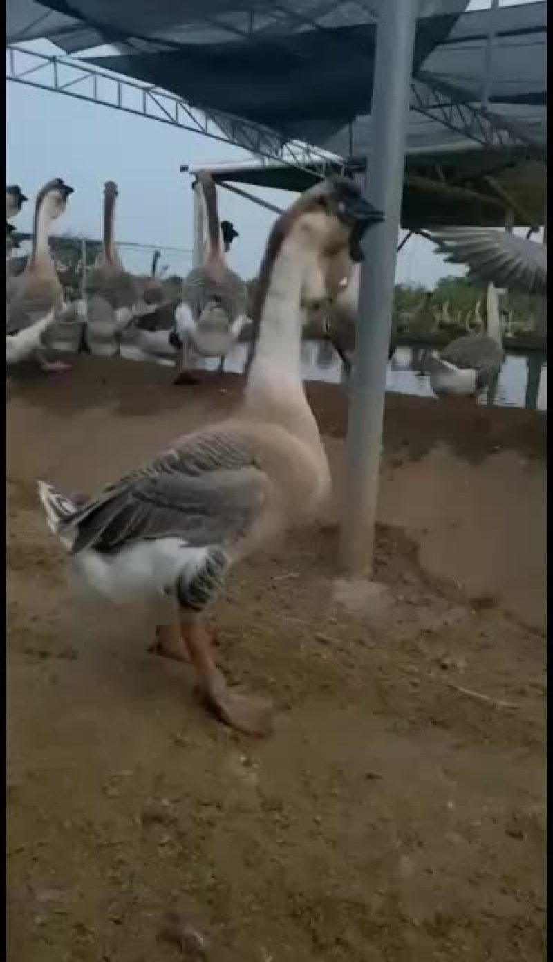 狮头鹅苗