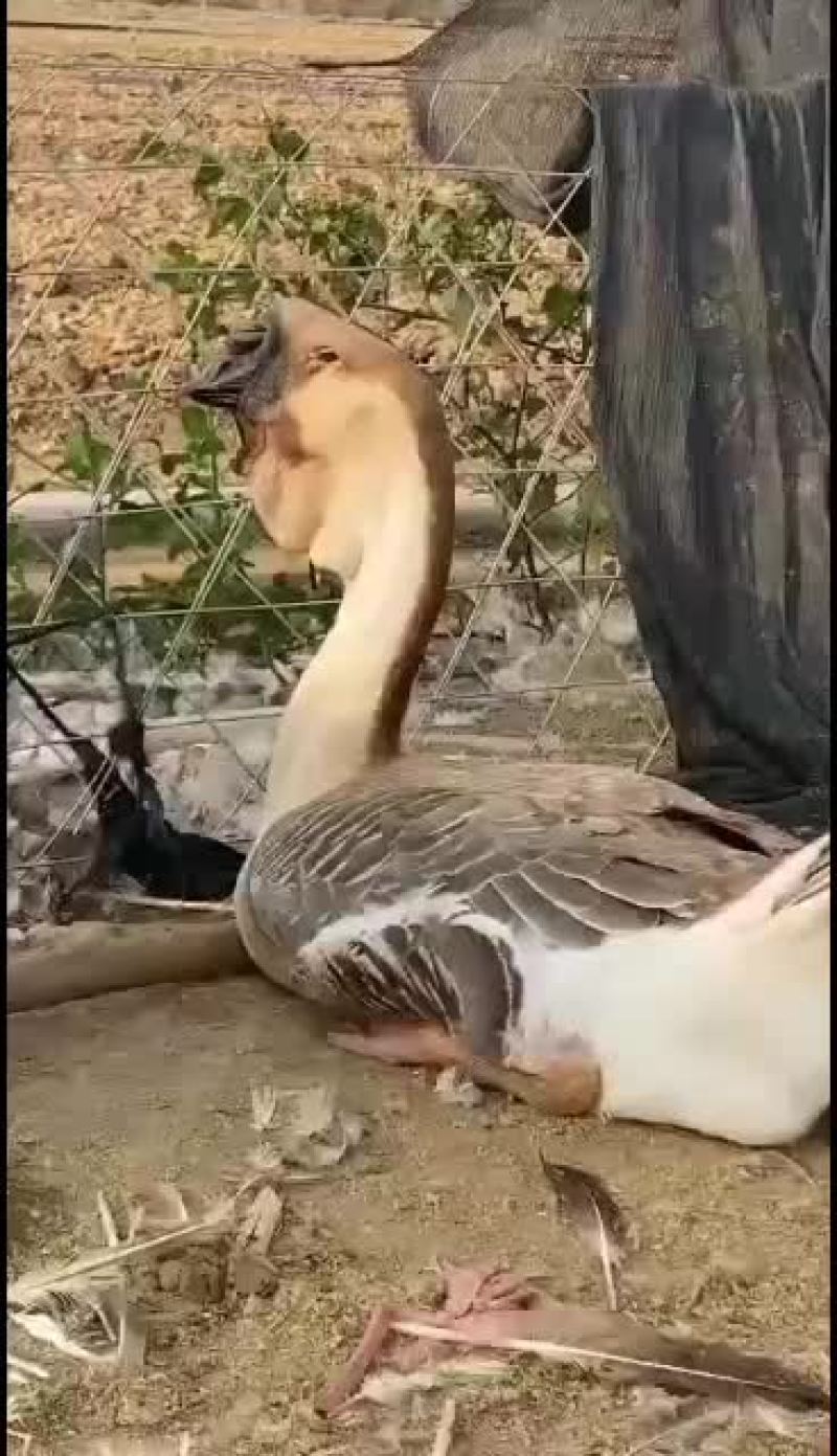 狮头鹅苗
