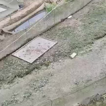 黑斑青蛙养殖.圆头苗.花生米.幼蛙包技术送苗
