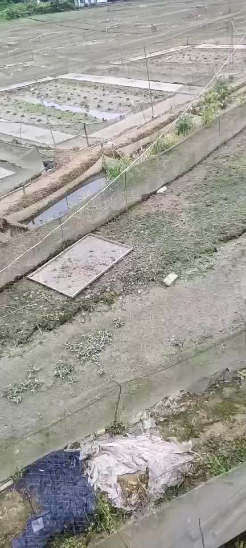 黑斑青蛙养殖.圆头苗.花生米.幼蛙包技术送苗