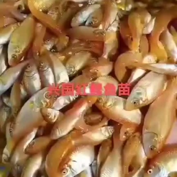 兴国锦鲤鱼苗