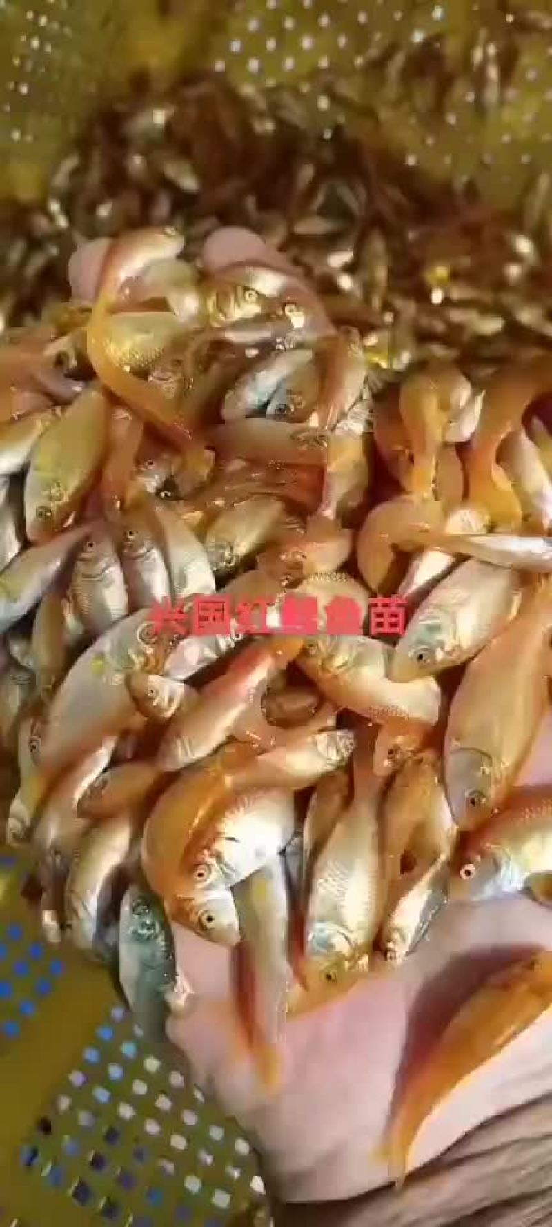 兴国锦鲤鱼苗