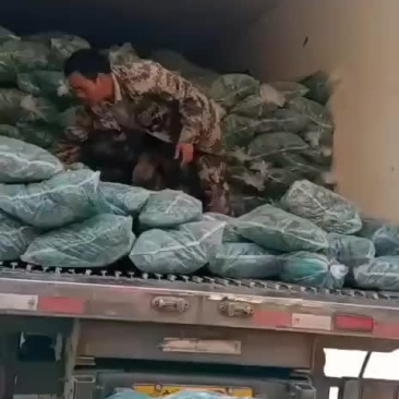 粽子叶