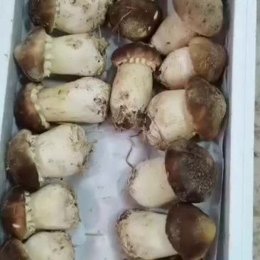 大球盖菇