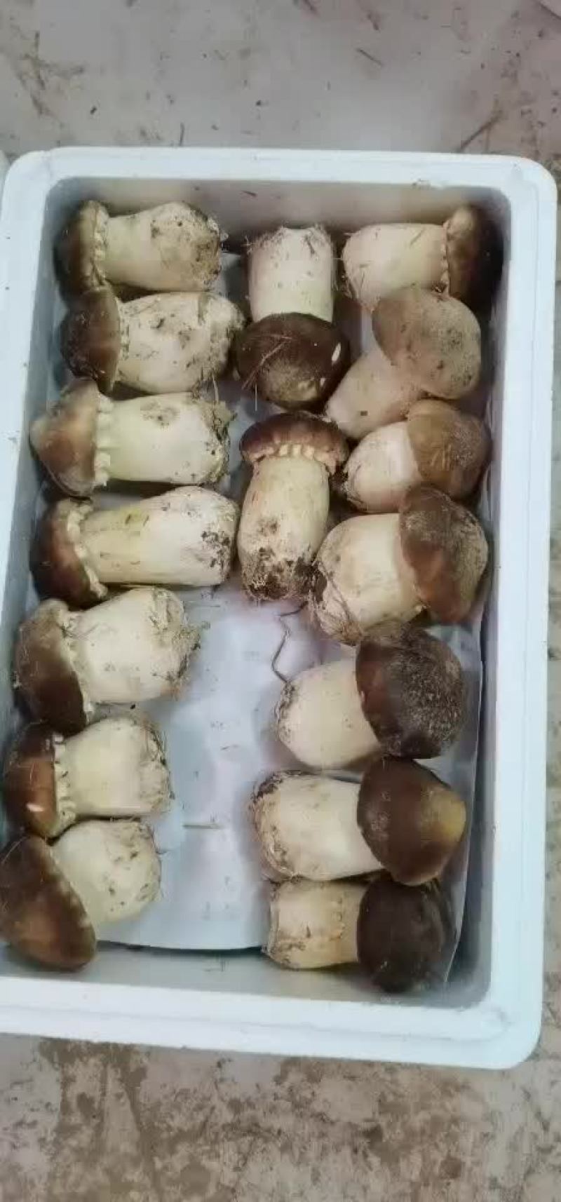大球盖菇