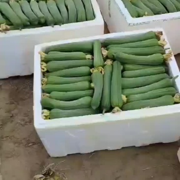 大基地精品肉丝瓜