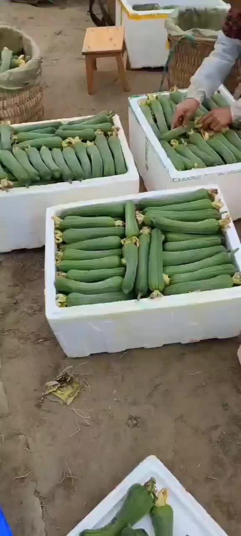 大基地精品肉丝瓜