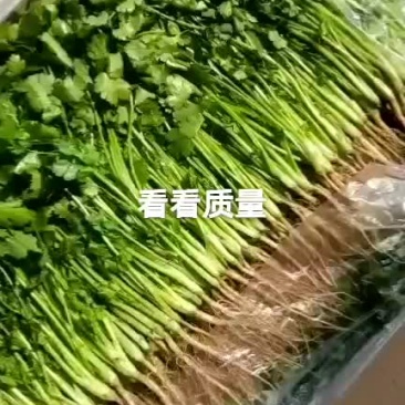 精品大叶香菜
