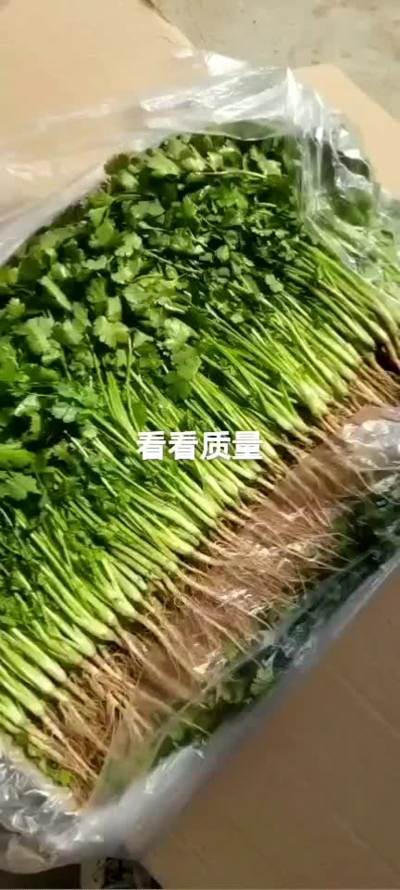 精品大叶香菜