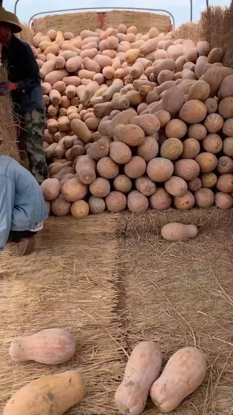 南瓜